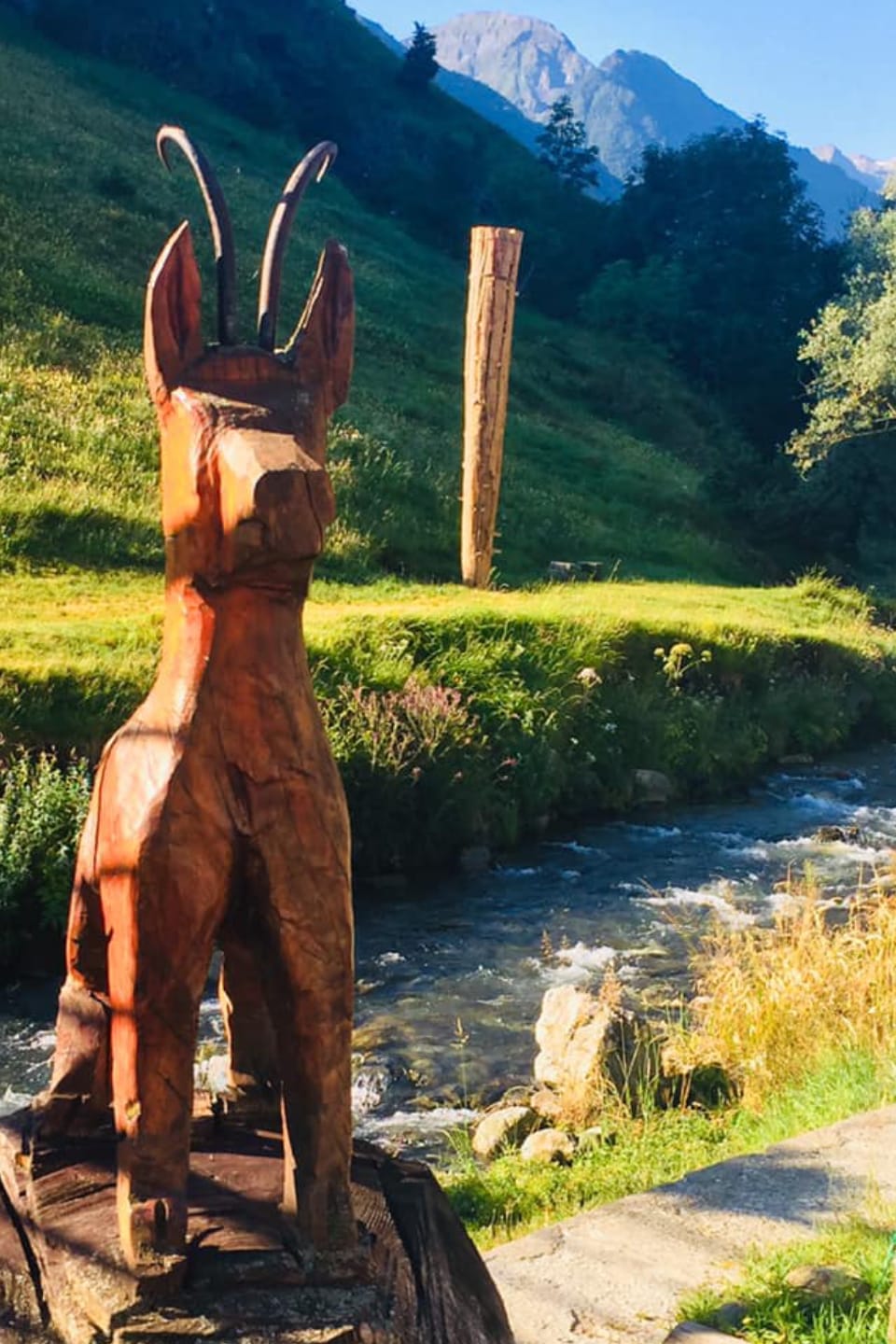Chamois des Pyrénées